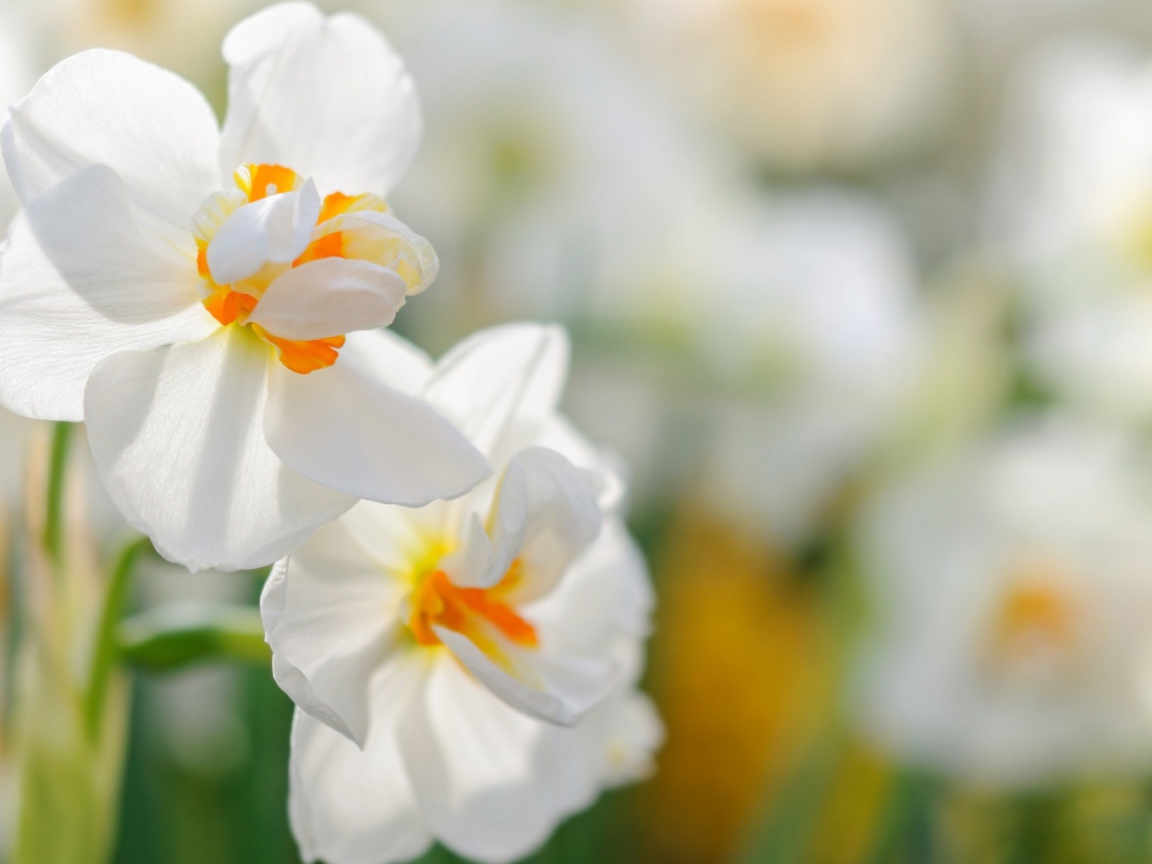 Два белых цветка нарцисса крупным планом