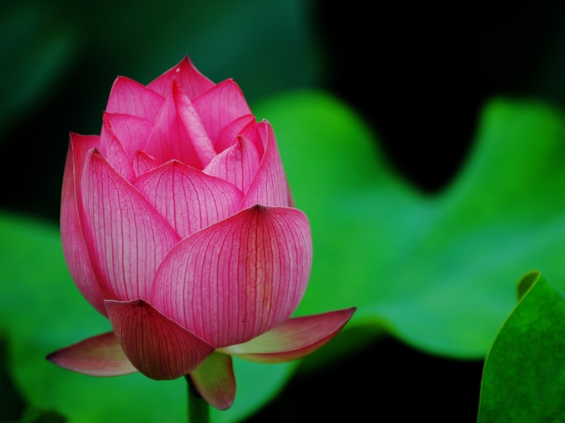 Нераспустившийся розовый цветок лотоса