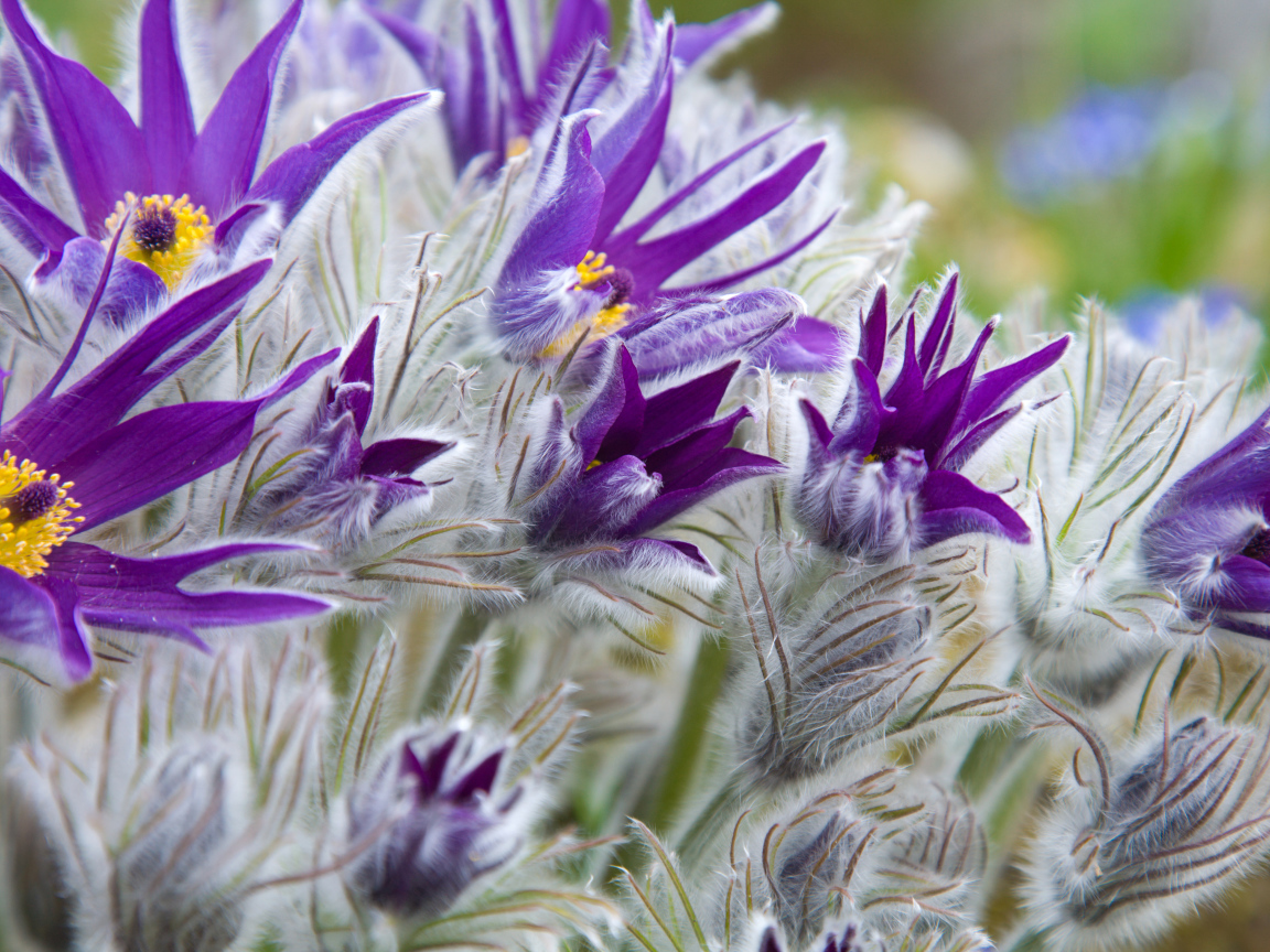 Фиолетовые цветы прострел с бутонами крупным планом