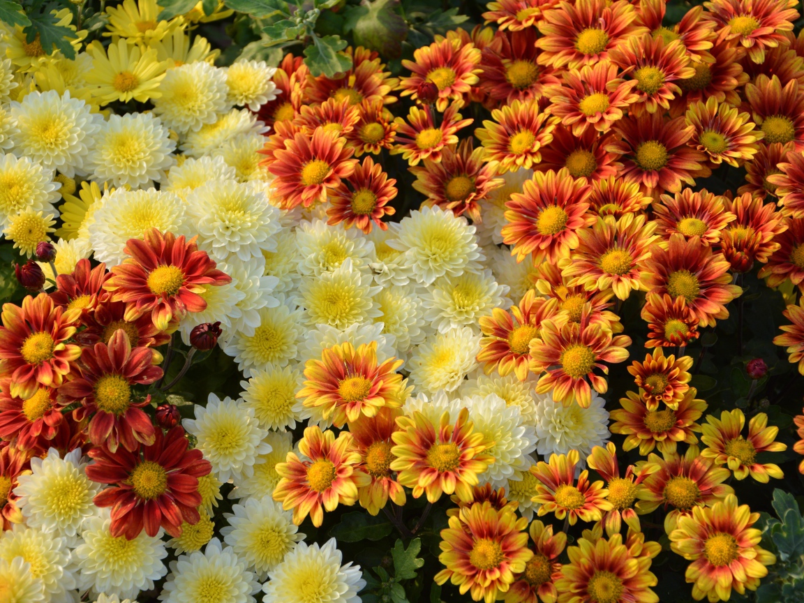 Белые и оранжевые хризантемы на клумбе