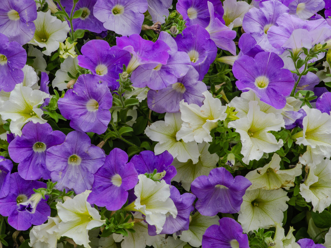 Белые и фиолетовые цветы петунии крупным планом