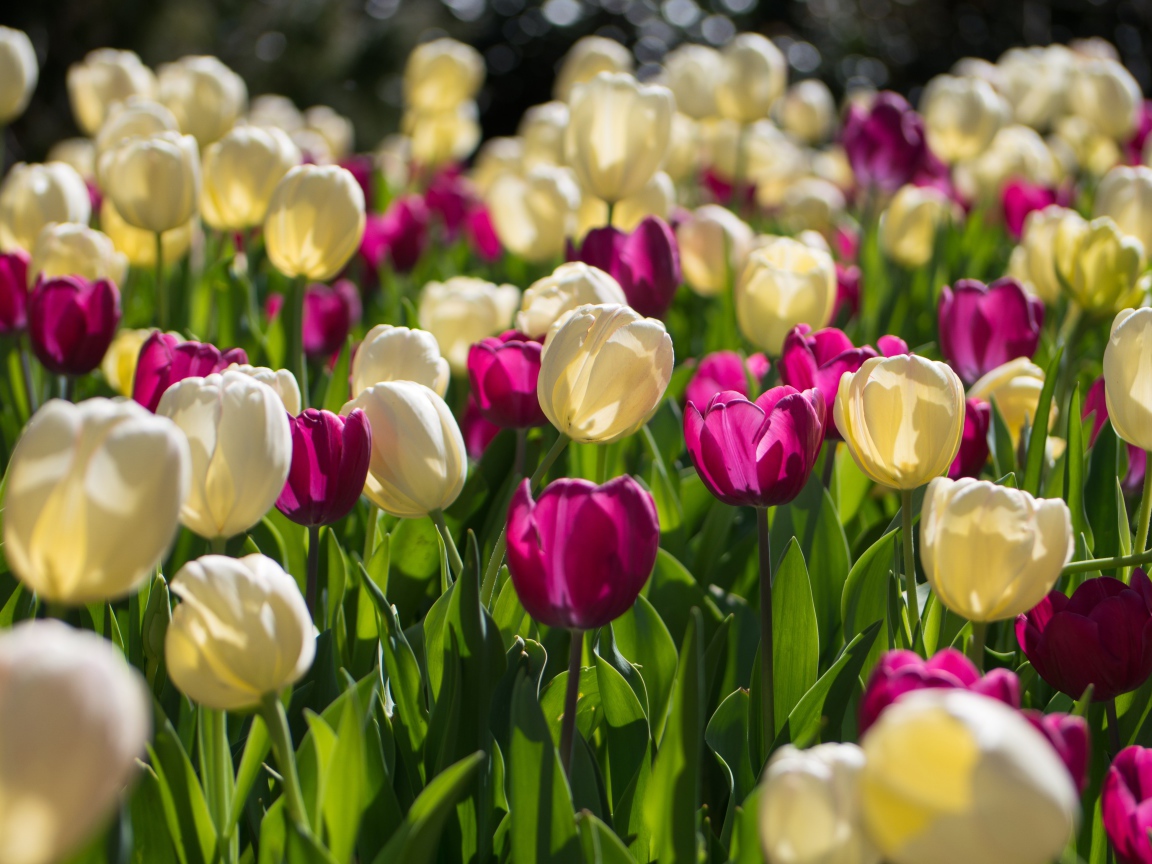 Белые и сиреневые тюльпаны в лучах солнца 