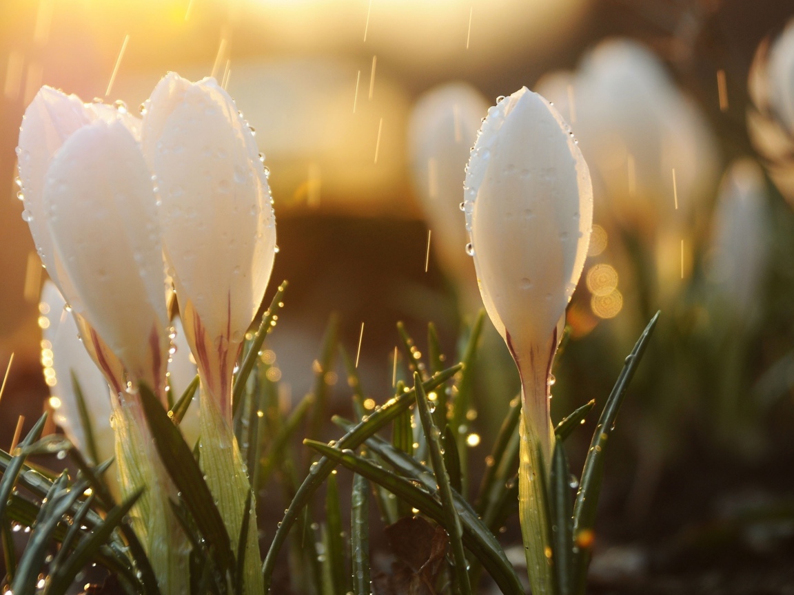 Белые крокусы под весенним дождем