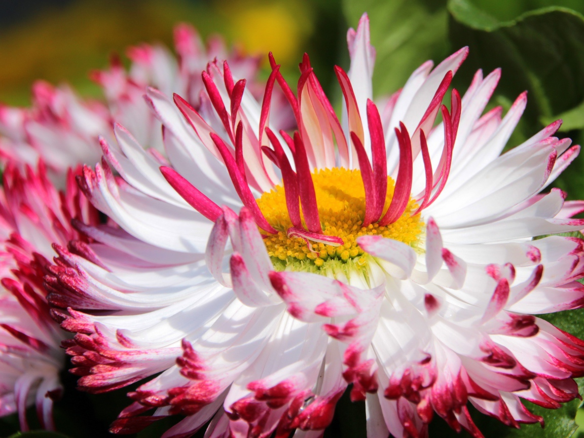 Белые цветы маргаритки с красными лепестками и желтой серединкой