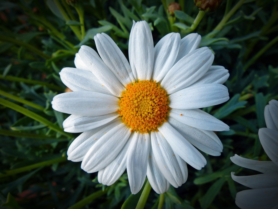 Белая ромашка с желтой серединкой крупным планом