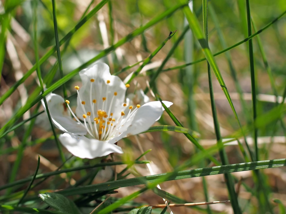 Белый нежный цветок в зеленой траве