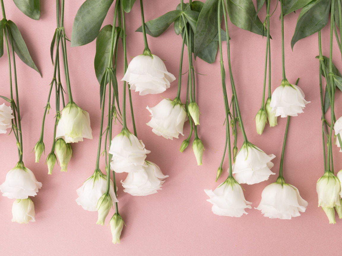 Белые цветы эустома на розовом фоне