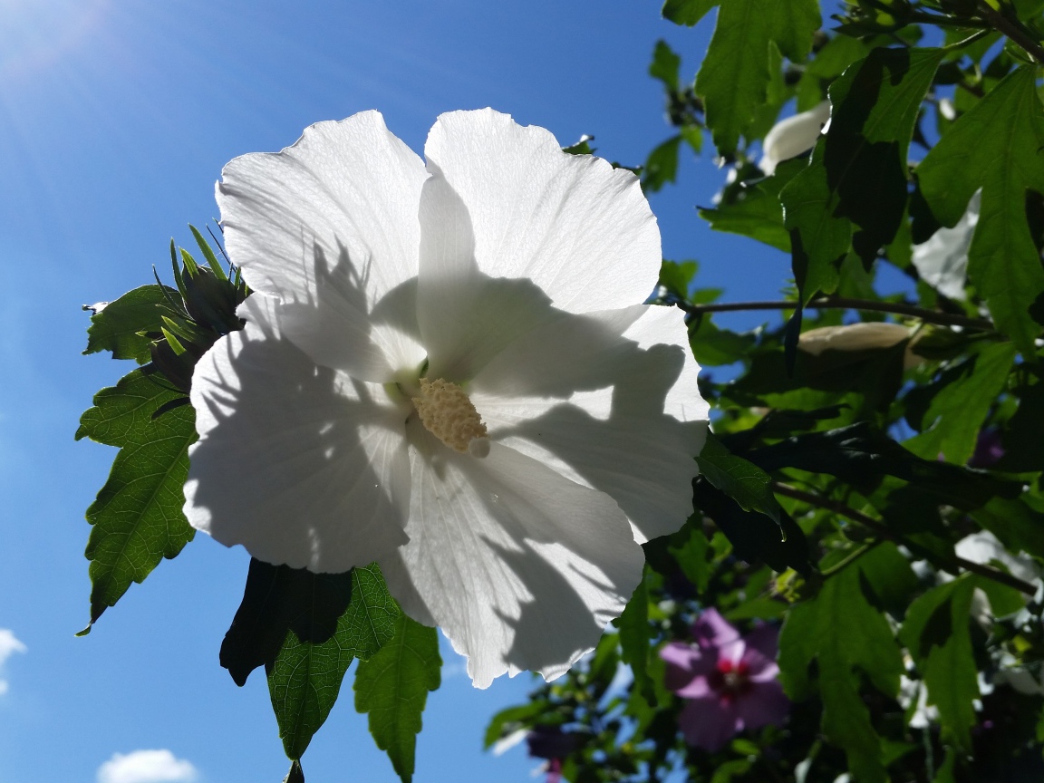 Белый цветок гибискуса на фоне голубого неба