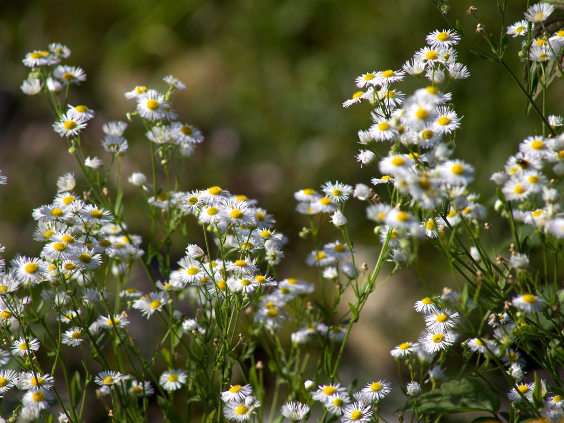Белые мелкие ромашки крупным планом