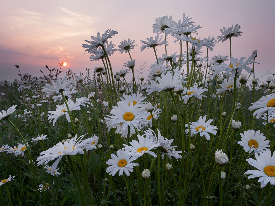 Белые летние ромашки на фоне восходящего солнца