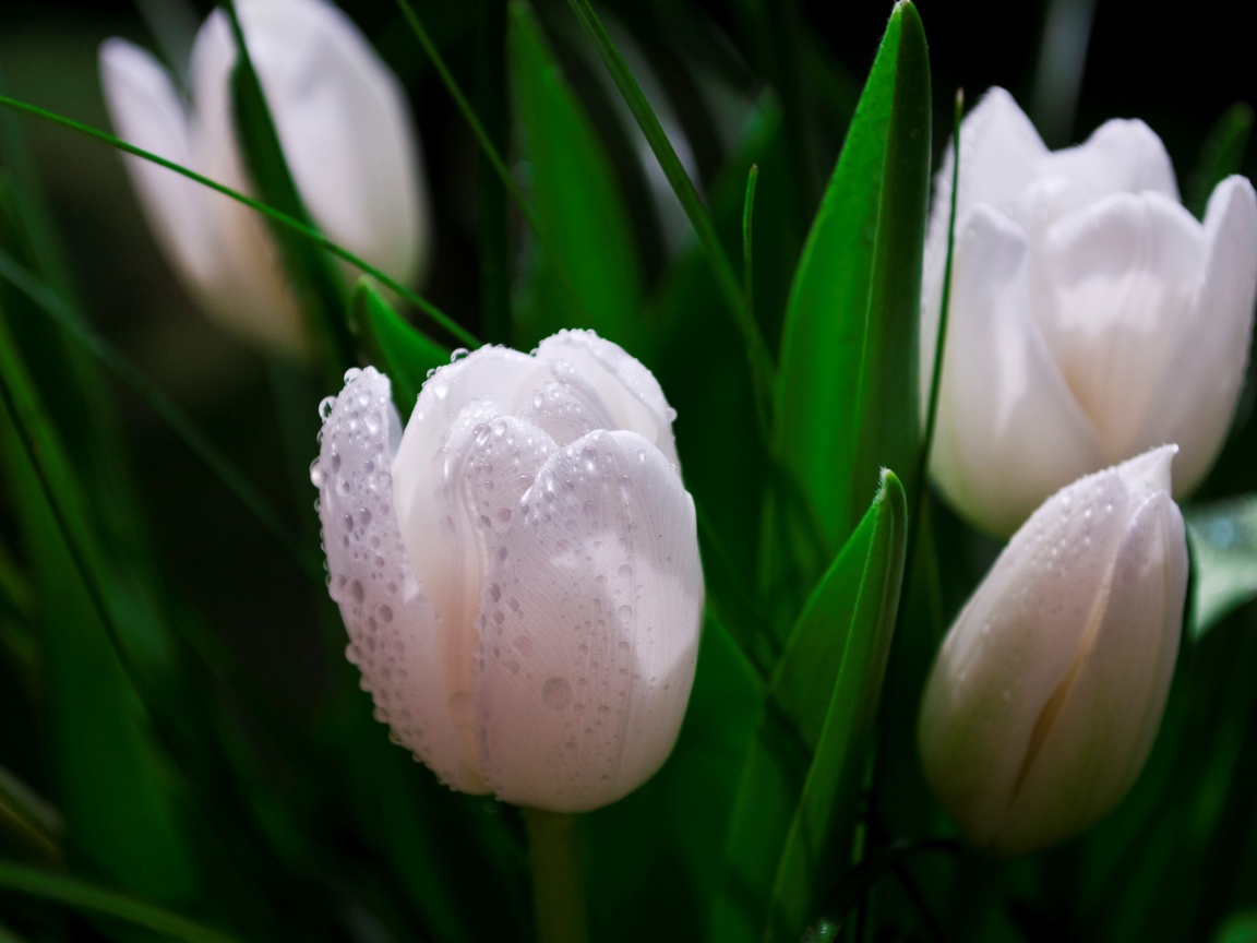 Белые тюльпаны в каплях розы 