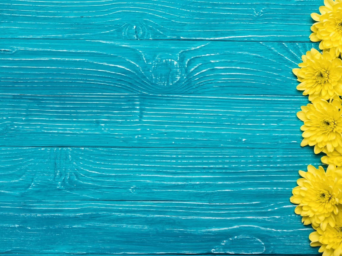 Желтые хризантемы на синем фоне