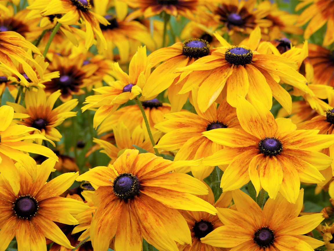 Желтые цветы рудбекии крупным планом