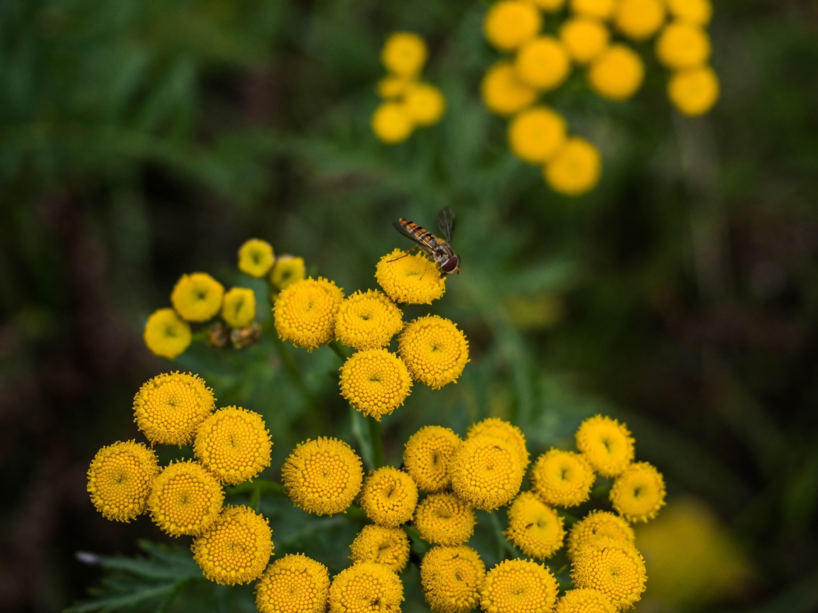 Желтые цветы пижмы крупным планом