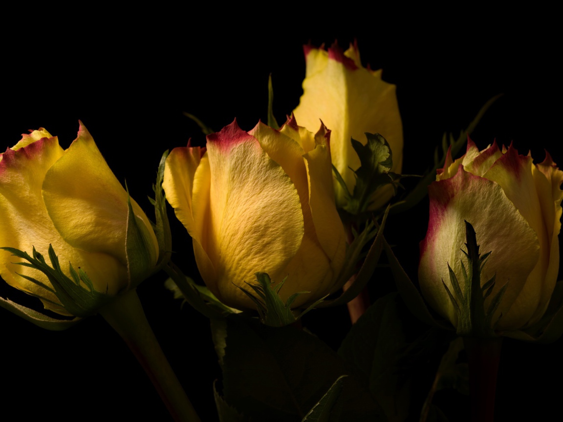 Желтые розы на черном фоне