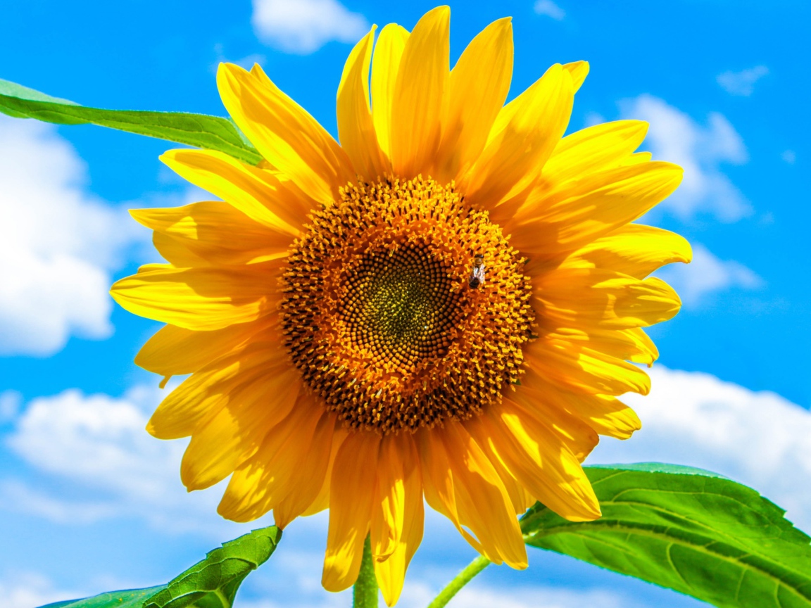 Желтый подсолнух на фоне голубого неба