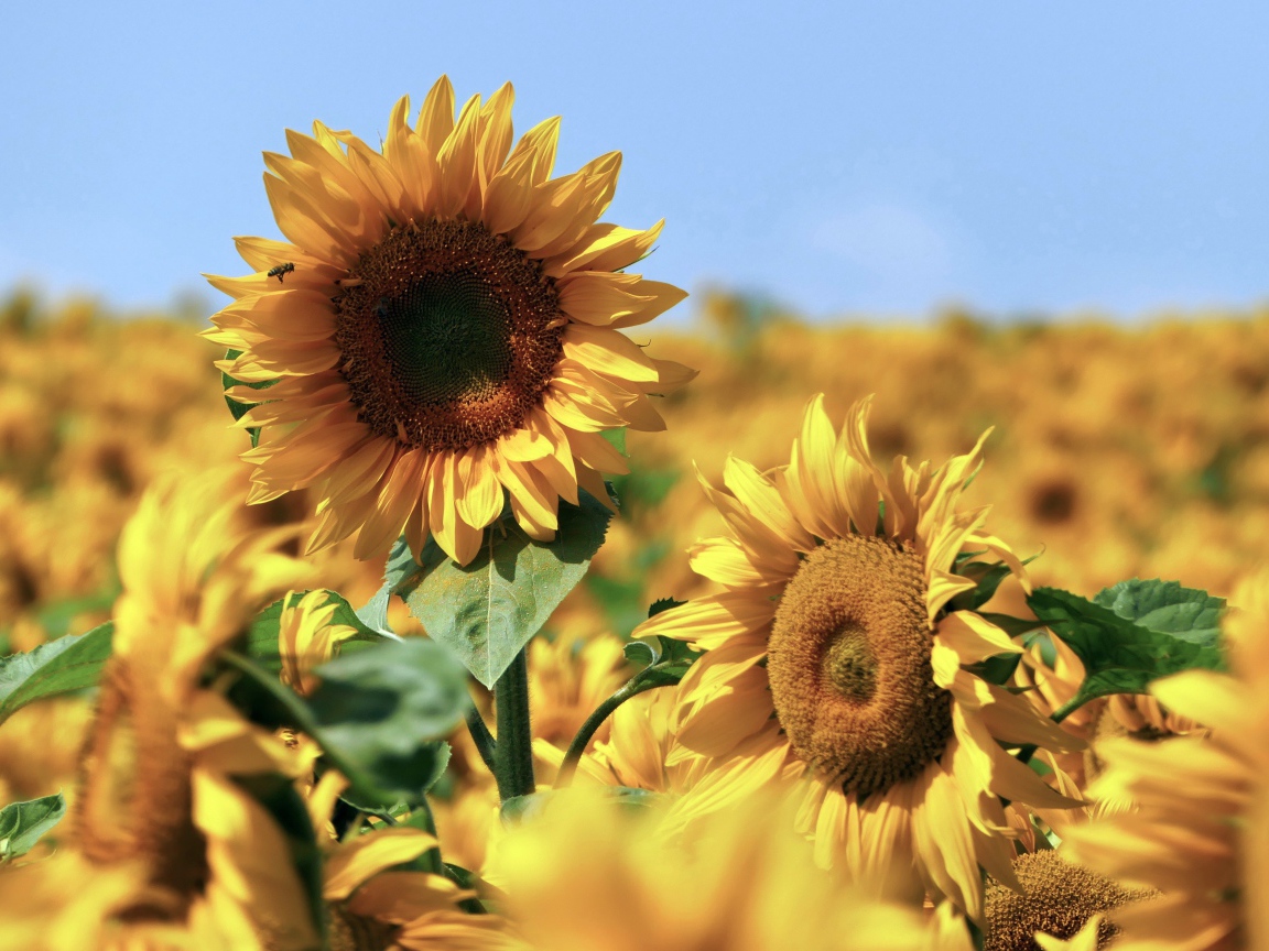 Желтые подсолнухи в поле под голубым небом