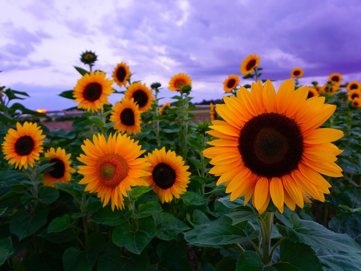 Желтые подсолнухи под красивым небом