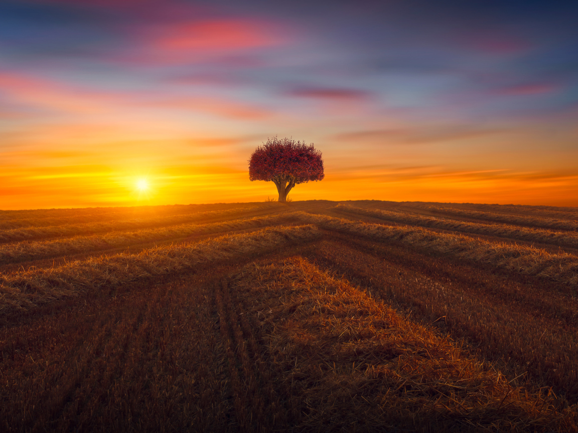 Закат солнца над полем с одиноким деревом осенью