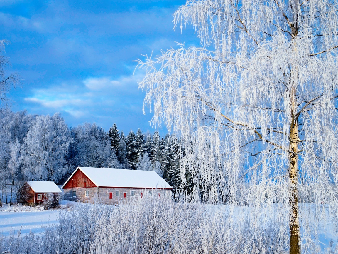 Красивые покрытые белым инеем деревья на фоне голубого неба зимой