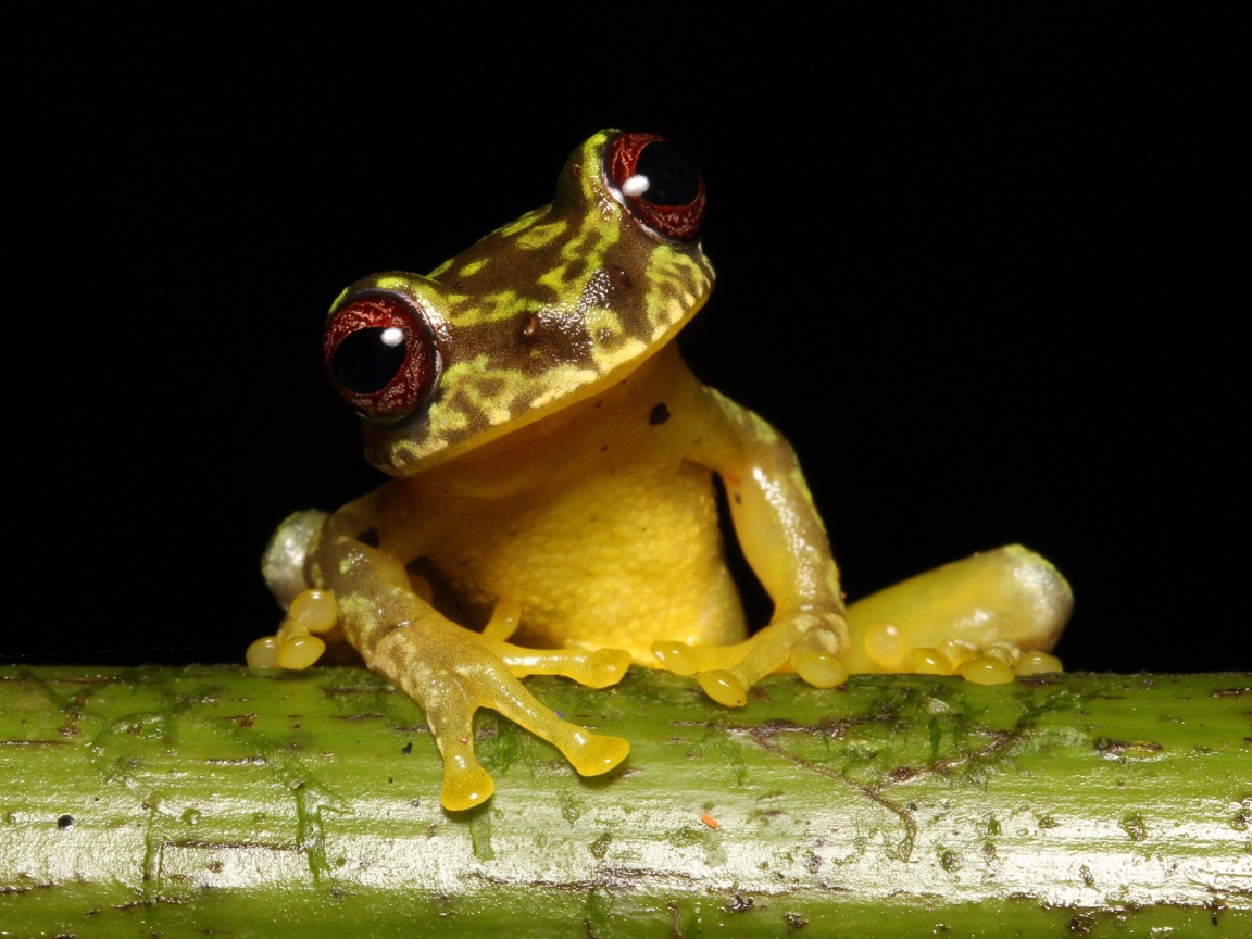 Забавная лягушка сидит на зеленой ветке на черном фоне