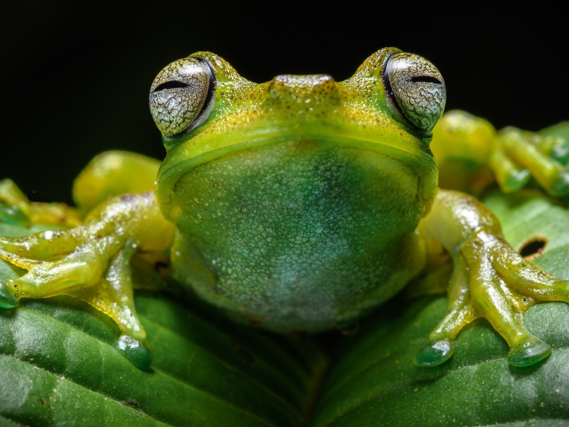 Лягушка на зеленом листе крупным планом