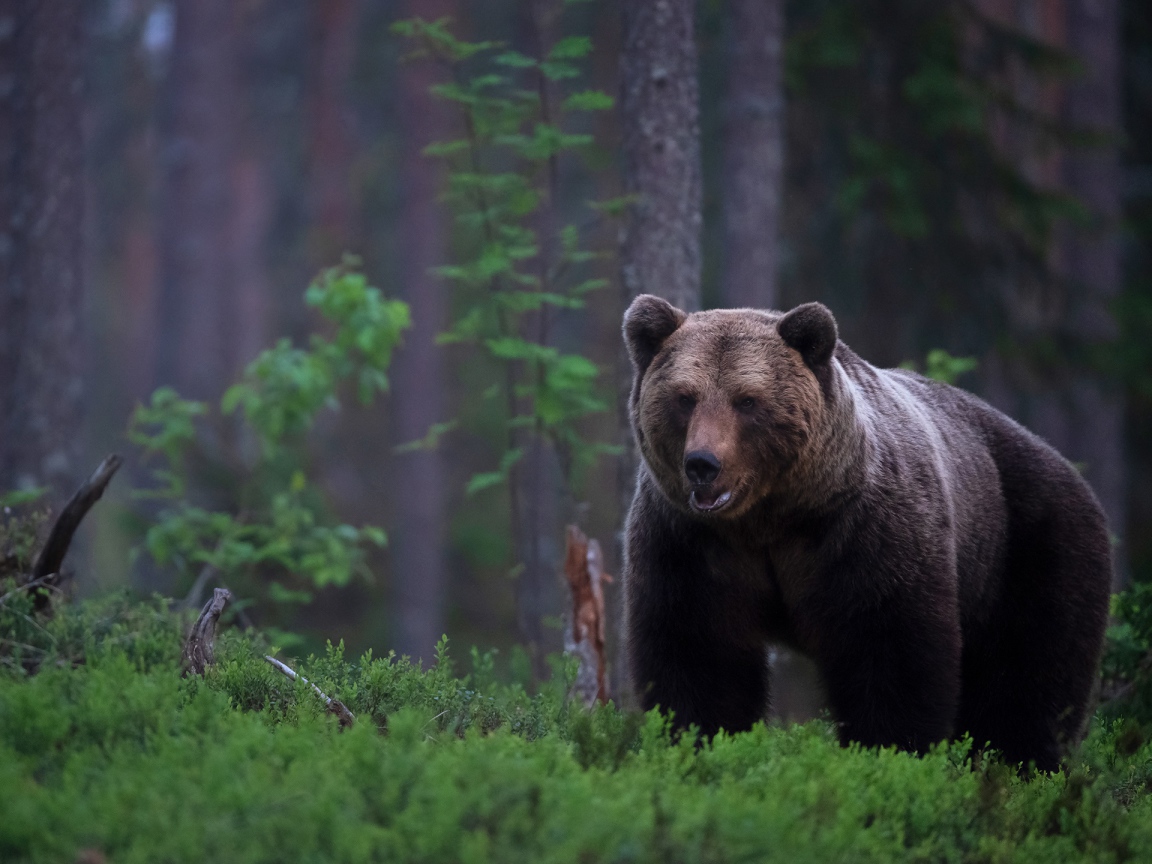 Big brown bear in a moss-covered forest
