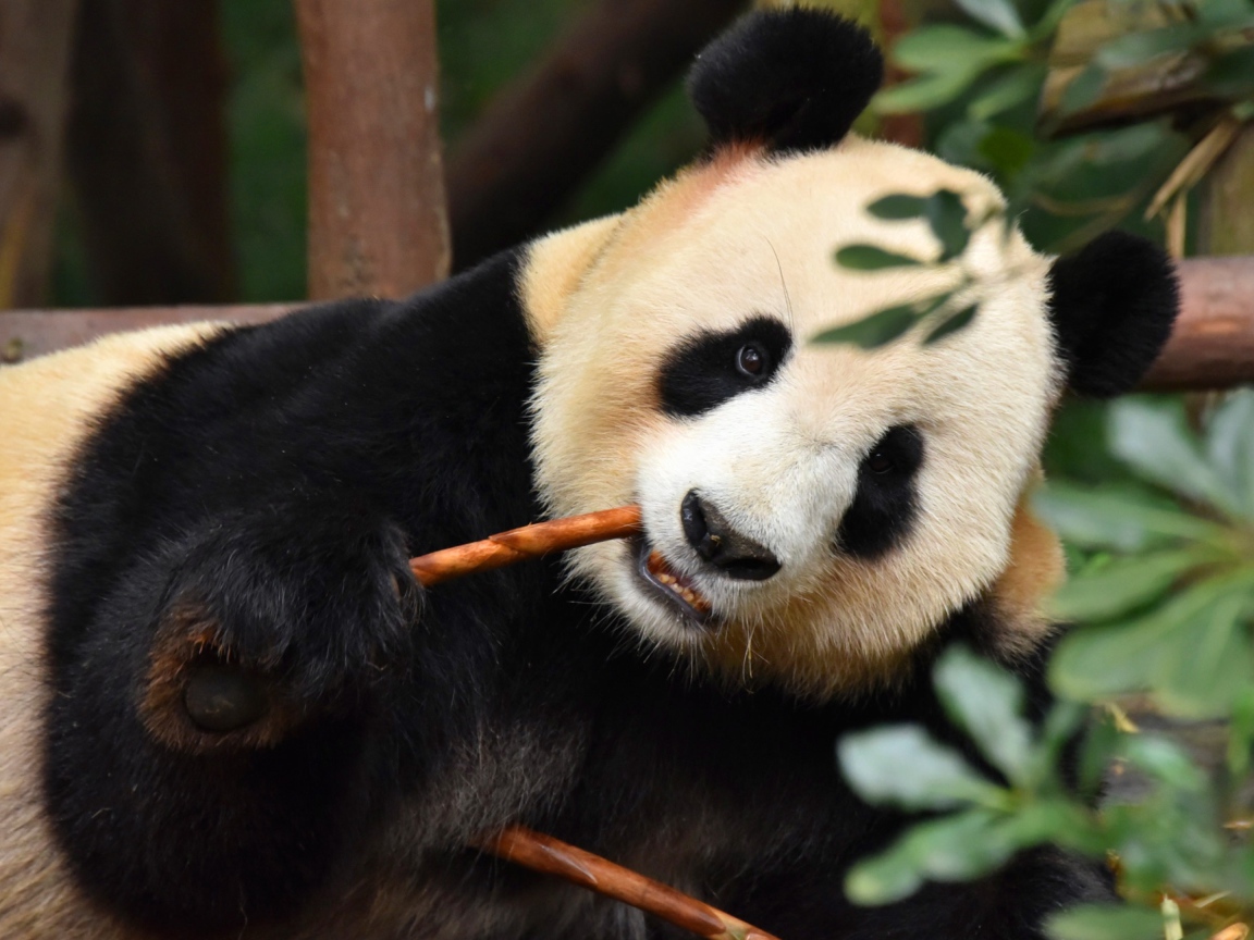 Большая панда в зоопарке грызет ветку