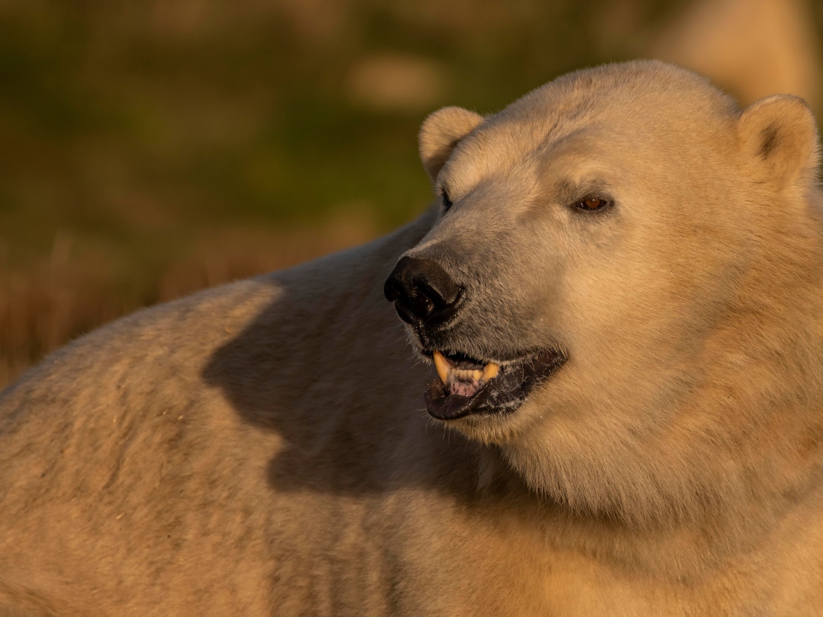 Большой белый медведь с острыми клыками