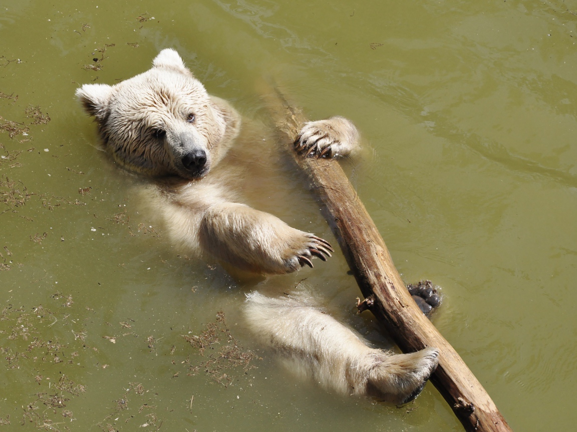 Бурый медведь плавает по реке с бревном