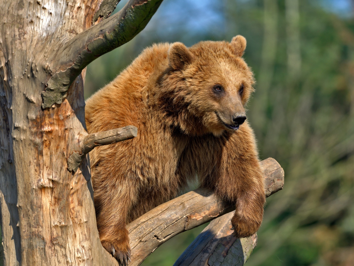 Бурый медведь сидит на сухом дереве