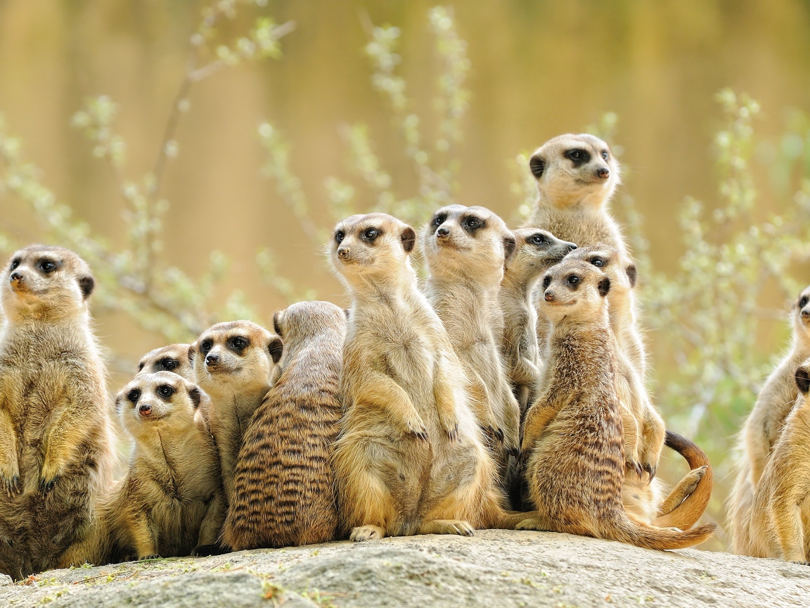 A lot of meerkats sits on a stone