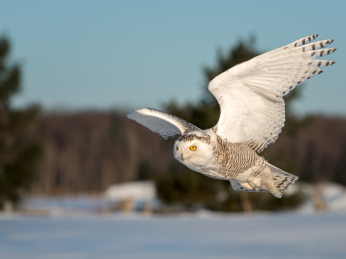 Большая сова с желтыми глазами летит над заснеженным лесом