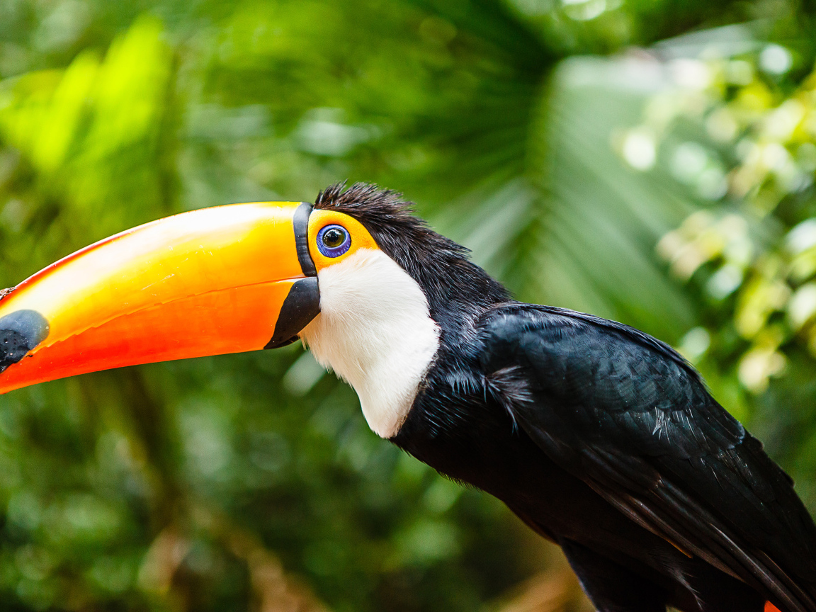 Большой тукан с длинным клювом сидит на ветке 