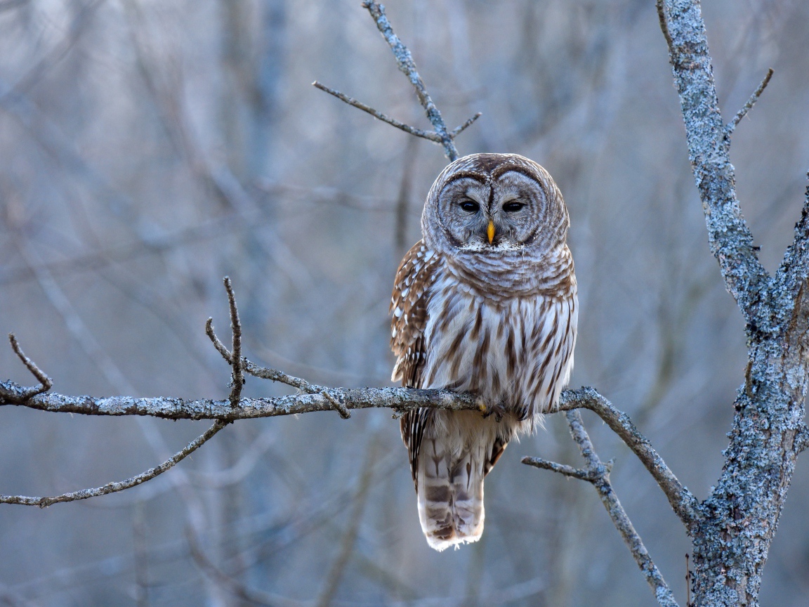 Большая коричневая сова сидит на ветке