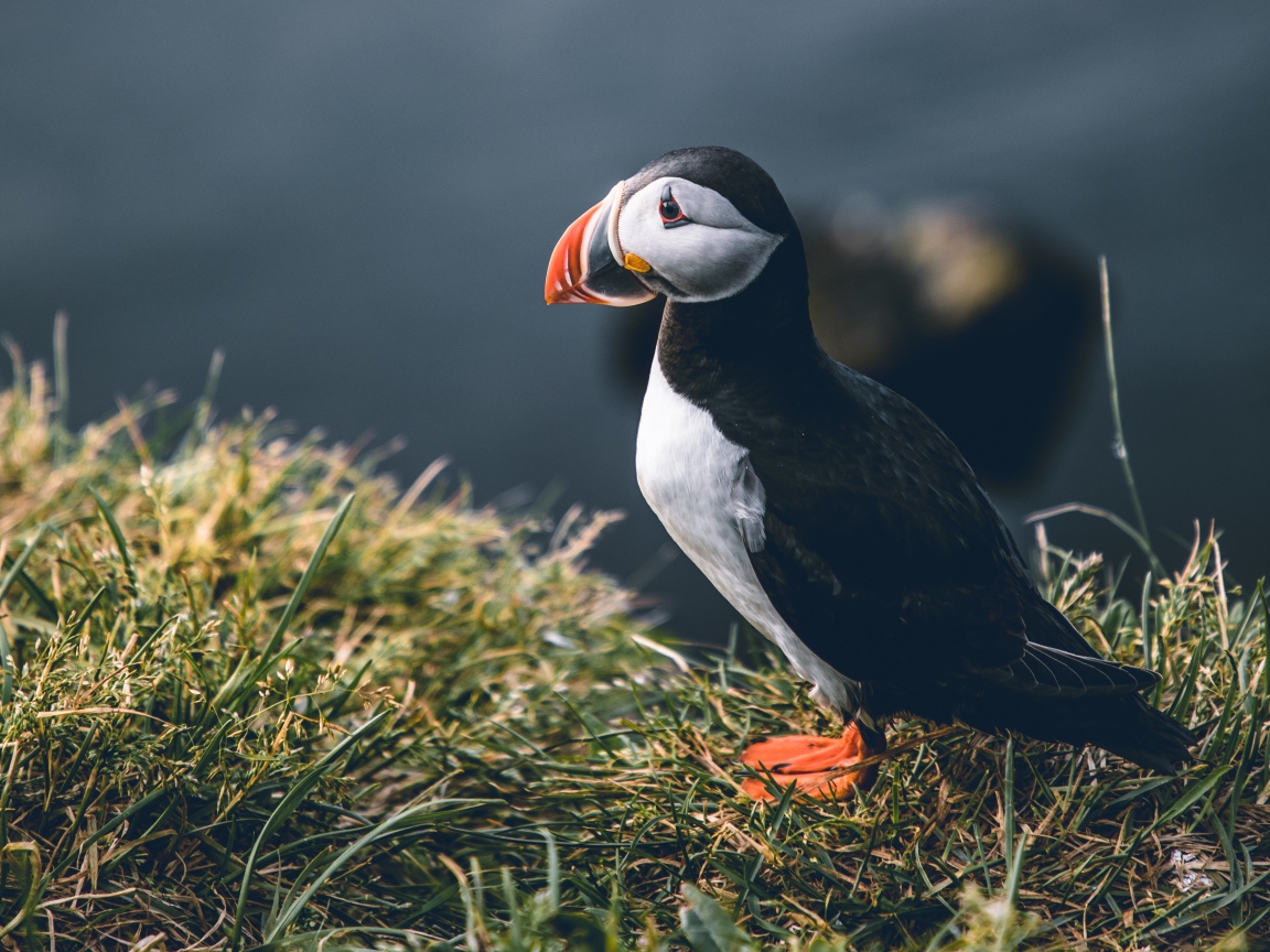 Грустный тупик стоит на траве