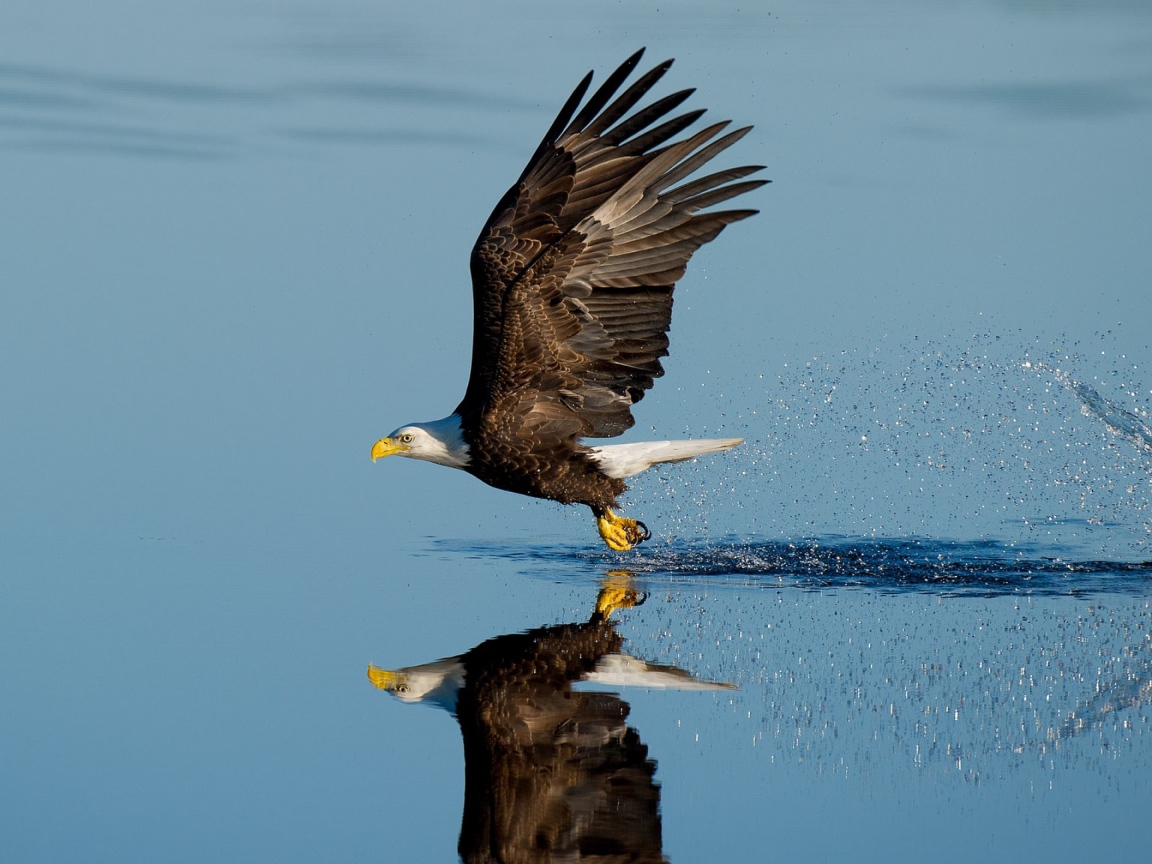Белоголовый орлан летит над водой 