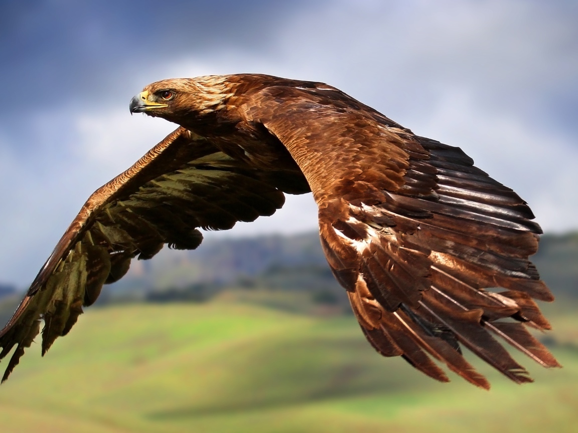 Большой коричневый орел летит в небе 