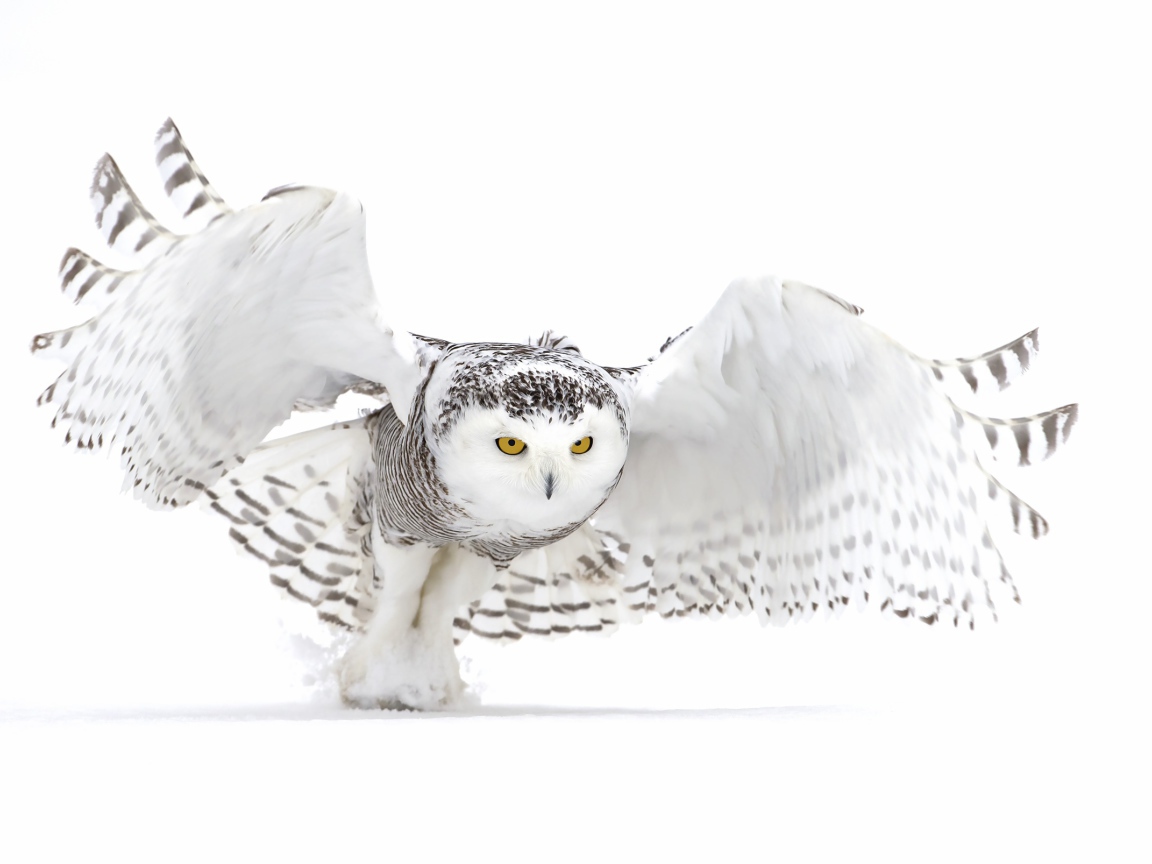 Большая серая сова на белом фоне