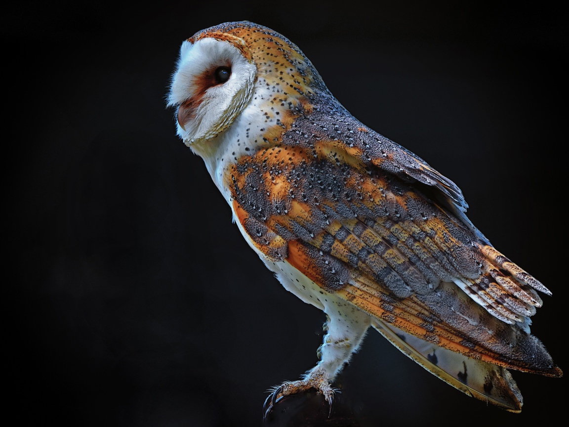 Большая сова на черном фоне