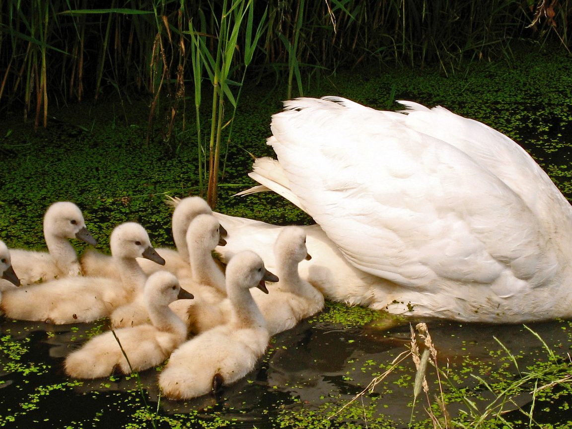 Большой белый лебедь с птенцами в пруду 
