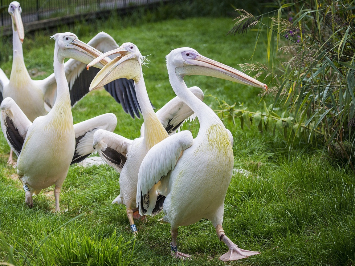 Четыре пеликана идут по зеленой траве