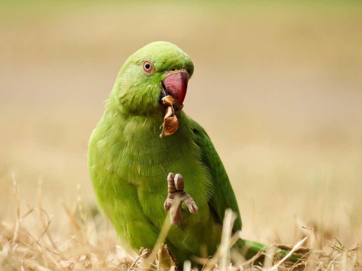 Зеленый попугай ест на траве