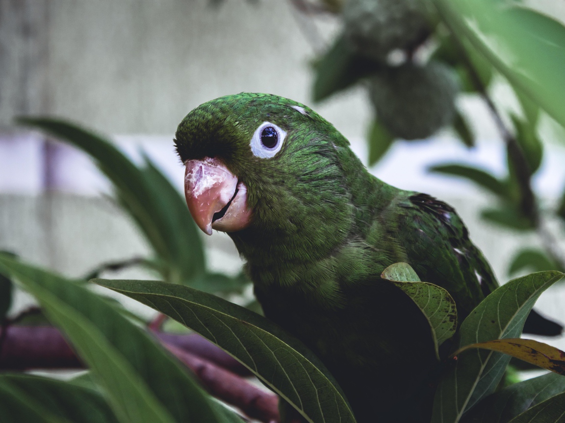 Зеленый попугай сидит в листьях 