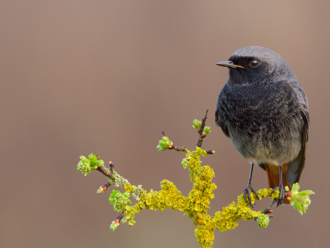 Маленькая птица сидит на ветке