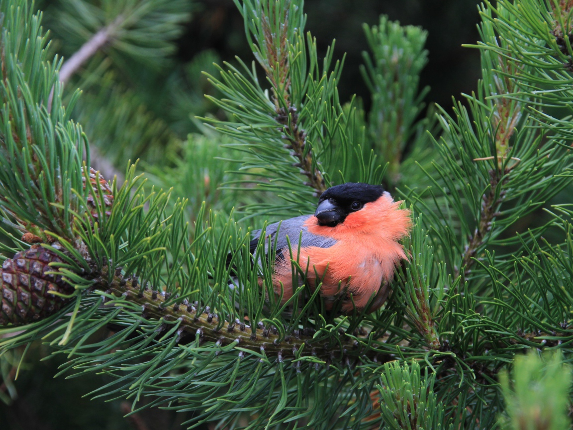 Маленький снегирь сидит в сосновых ветках 