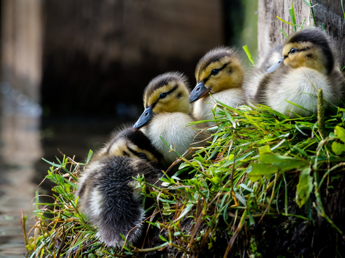 Маленькие утята сидят на траве у пруда 