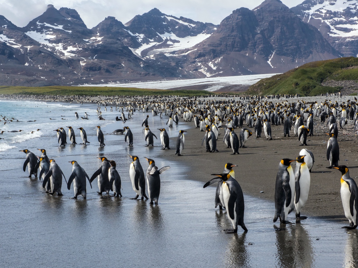 Много пингвинов у воды на фоне гор