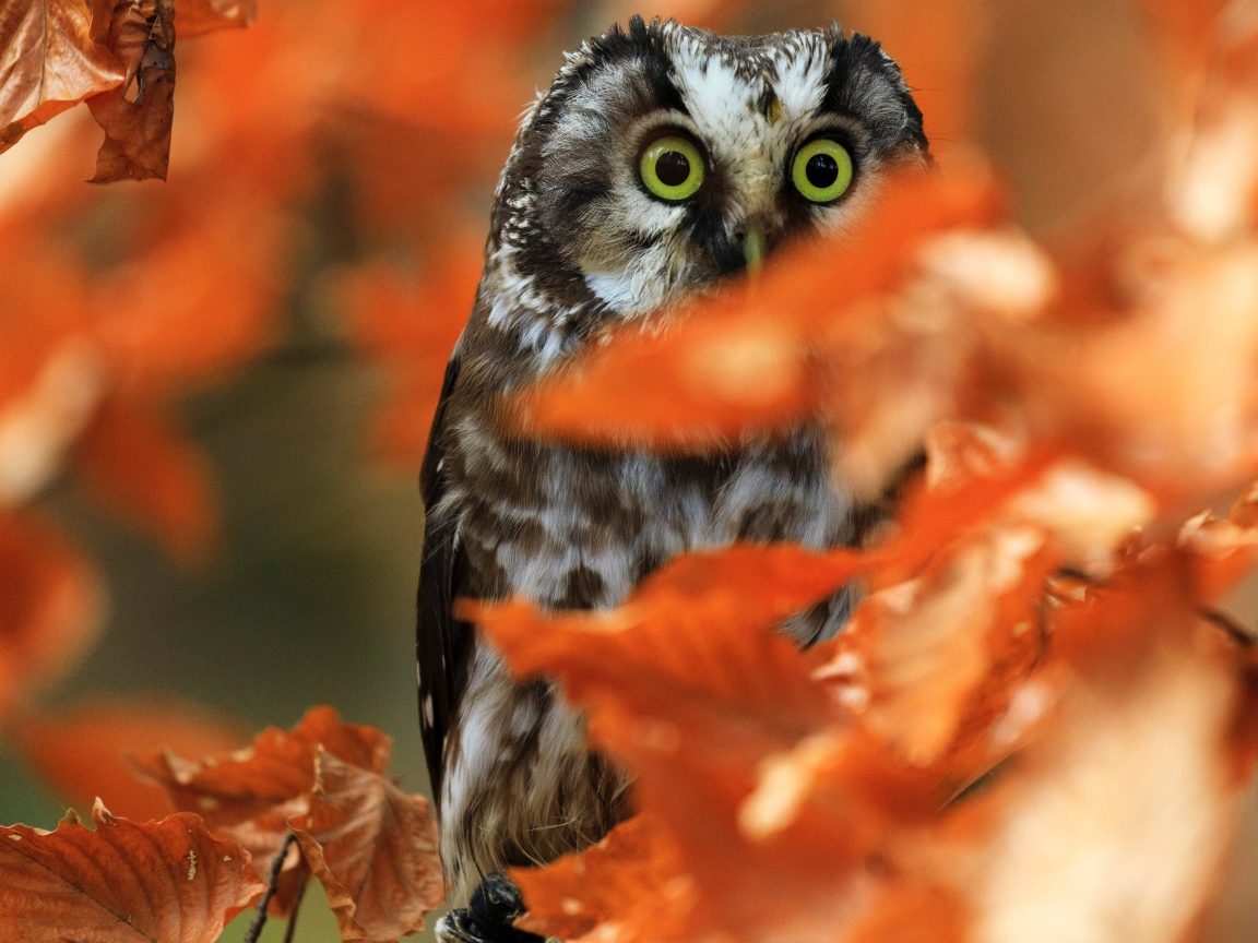 Сова сидит на ветке с сухими осенними листьями