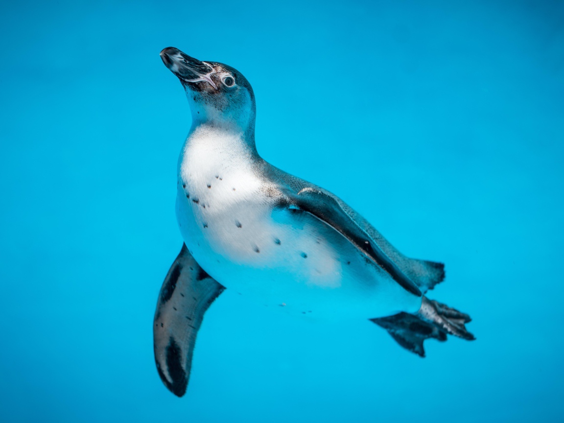 Пингвин в голубой воде крупным планом